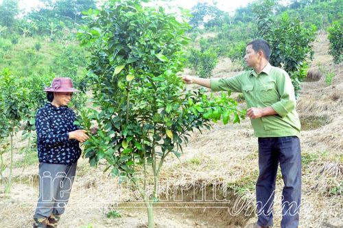 Nâng cao giá trị nông sản Ðiện Biên
