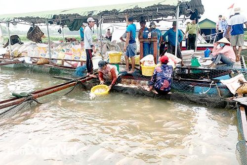 Những hộ không chấp hành sẽ không được hỗ trợ khi xảy ra cá chết
