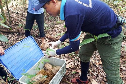 Hàng chục cá thể động vật hoang dã được thả về rừng