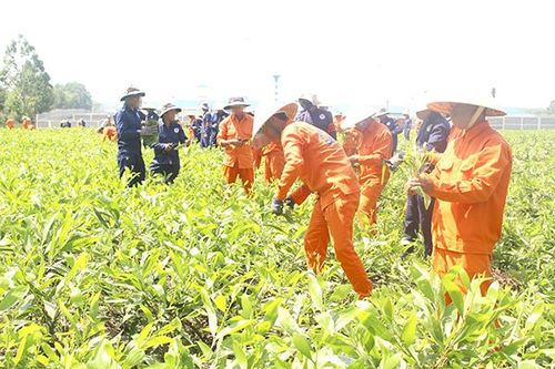 Từng bước đẩy lùi tội phạm, tệ nạn ma túy