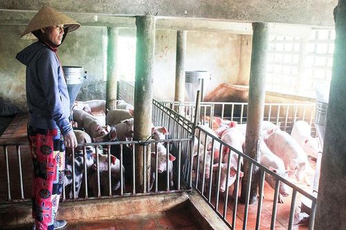 Đóng góp của nguồn vốn vay giải quyết việc làm ở Đông Hà