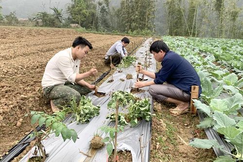 Hội Nông dân huyện Hàm Yên: Đồng hành phát triển hợp tác xã