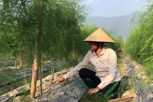 Thiện Kế vào mùa măng tây