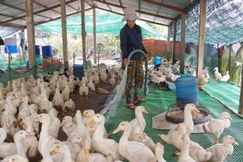 Giảm 50% mức thu phí thẩm định trong chăn nuôi