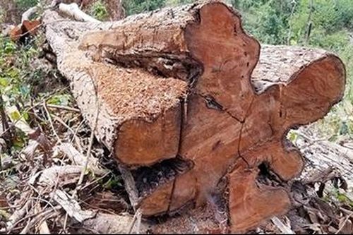 Khó khăn trong ngăn chặn phá rừng Tây Nguyên