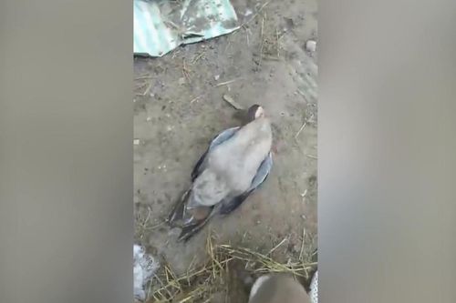 Clip: Ngỗng giả chết đánh lừa chủ