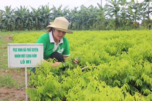 Sản xuất rau hữu cơ: Các địa phương tích cực vào cuộc