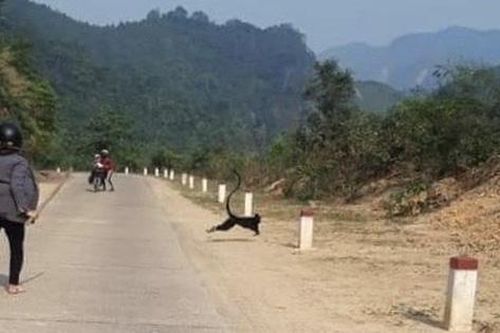 Đàn voọc thường xuyên tấn công người đi đường ở Quảng Trị sẽ được di dời