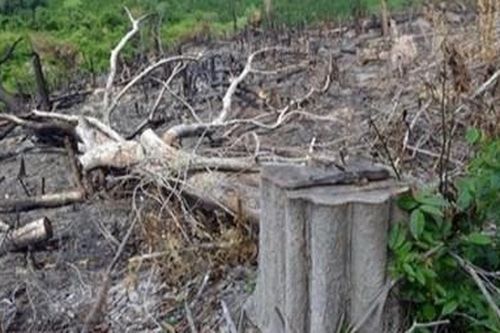 Phú Yên: Khởi tố 5 cán bộ liên quan đến vụ mở đường để phá rừng giáp ranh