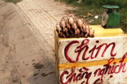 Lừa bán chim cút thải loại thành chằng nghịch