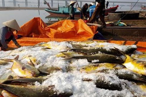 Ngư dân trúng đậm hàng tấn cá chim vây vàng