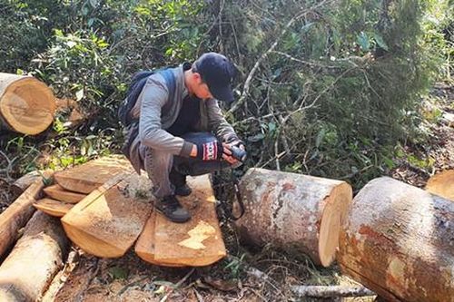 Bốn trưởng ban quản lý rừng phòng hộ đồng loạt bị tạm đình chỉ