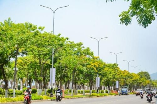 Ngắm hoa sưa nở vàng rực đường phố Đà Nẵng