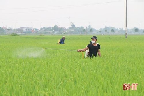 Thời tiết mưa ẩm 'làm khó' nông dân Hà Tĩnh trong phòng trừ đạo ôn cổ bông hại lúa