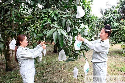 Nông dân Sơn La phấn đấu 'mặc áo' cho 10 triệu trái cây