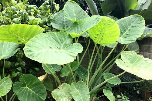 Giải nhiệt với canh chua dọc mùng
