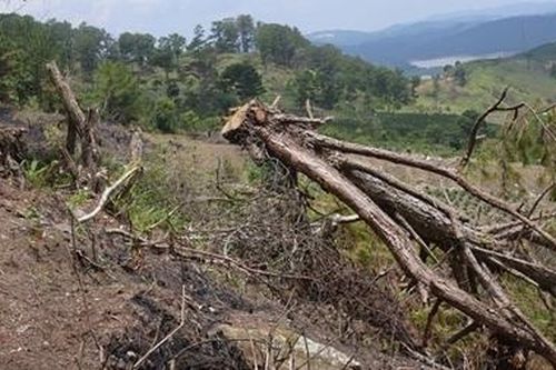 Đình chỉ công tác 4 trưởng Ban Quản lý rừng ở Lâm Đồng