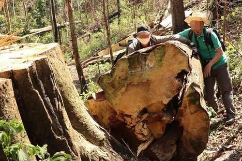 Lâm Đồng: Đình chỉ 4 trưởng ban quản lý rừng vì để 'thua' lâm tặc