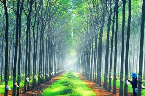 Nâng cao giá trị cây cao su