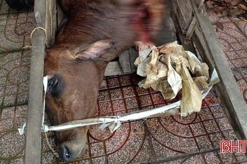 Bắt quả tang hộ dân giết mổ bò 'chui', không rõ nguồn gốc ở Hương Sơn