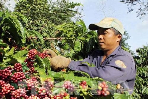 Hình thành vùng sản xuất nông sản theo tín hiệu thị trường