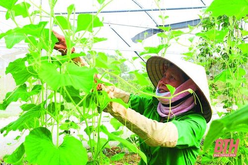 Khơi dậy tiềm năng phát triển nông nghiệp quy mô lớn, ứng dụng công nghệ cao ở huyện Hoằng Hóa