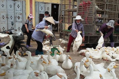 Thị trường gia cầm sôi động trở lại