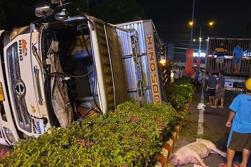 Bình Dương: Xe tải chở heo gặp nạn, hàng chục con heo văng xuống đường
