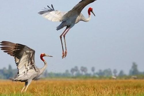 Sếu đầu đỏ trở về Vườn Quốc gia Tràm Chim