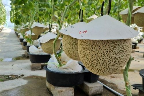 Nông dân Malaysia 'thuần hóa' dưa lưới Nhật Bản