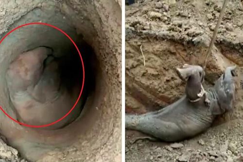 Giải cứu voi con bị rơi xuống giếng sâu ở Ấn Độ