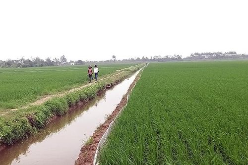 Phát triển hợp tác xã năng động, hiệu quả