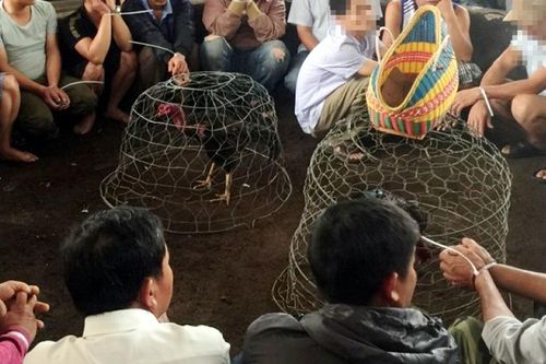 'Úp sọt' sới gà 'khủng'