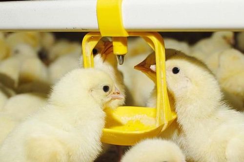 Tây Ninh khánh thành nhà máy ấp trứng gà trị giá 200 tỷ đồng