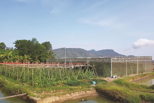 An Giang: Sáng tạo giúp hộ Khmer thoát nghèo