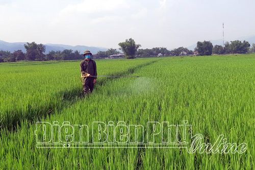 Tạo bước đột phá trong sản xuất lúa