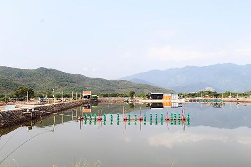 Việc cấp giấy xác nhận đăng ký đối tượng thủy sản nuôi chủ lực: Còn khó khăn, vướng mắc