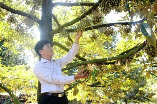Quả ngọt từ chuyển đổi cơ cấu cây trồng