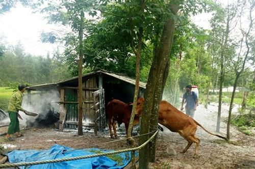 Triệu Phong có 15 con bò bị bệnh viêm da nổi cục