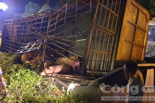 Xe tải chở heo lật nhào, đè nát một ô tô 4 chỗ