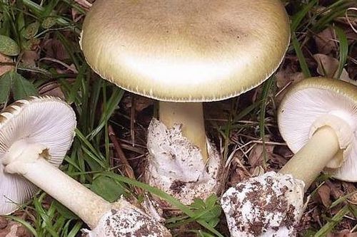 Cách phòng ngừa và xử trí khi ăn phải nấm độc