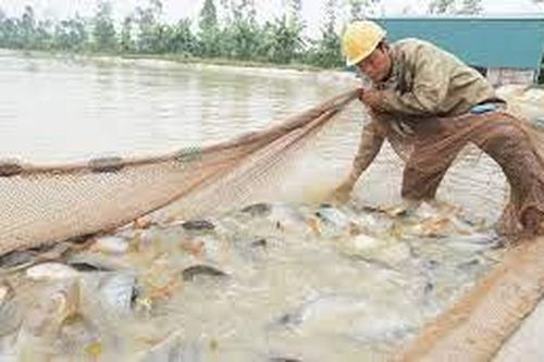 Ngành thủy sản Hà Nội hướng đến sản xuất sạch