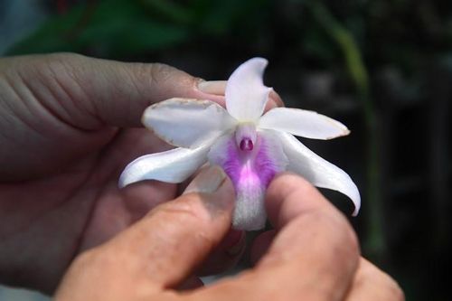 Bong bóng thị trường lan đột biến cần phải vỡ