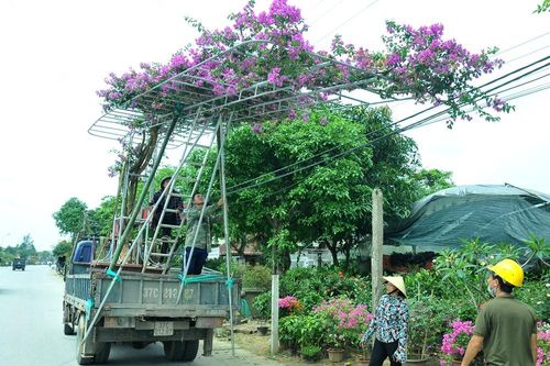 Cuốn hút hoa giấy 'leo giàn' khoe sắc ở các nhà vườn Nghệ An