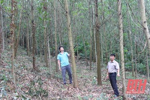 Hơn 19.000 ha rừng ở Thanh Hóa được cấp chứng chỉ FSC