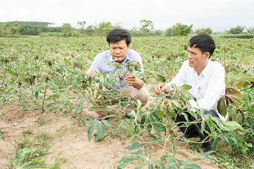 Không để bệnh khảm lá sắn lây lan ra diện rộng