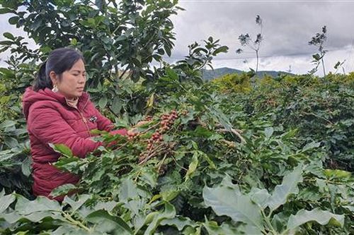 Chia sẻ kết quả đánh giá tác động của FTAs đối với cà phê Hướng Hóa