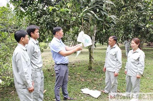 'Mặc áo' cho trái cây xuất ngoại