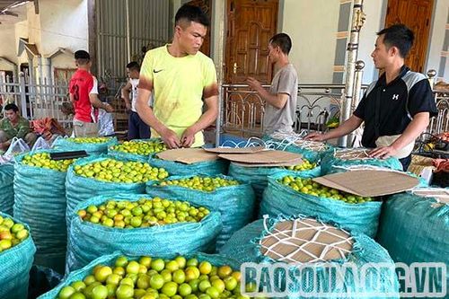 Tín hiệu vui cho bà con trồng mận tam hoa