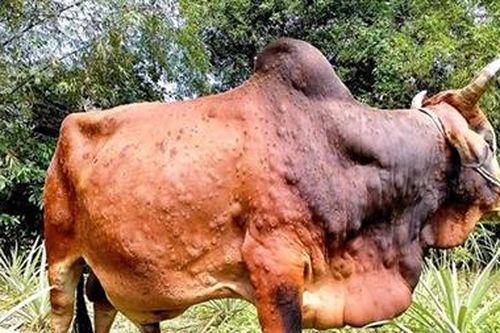 Nguy cơ lây lan dịch bệnh viêm da nổi cục trên gia súc